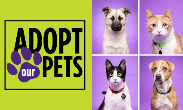 ACC’s Vet Tech spring 2024 pets available for adoption!