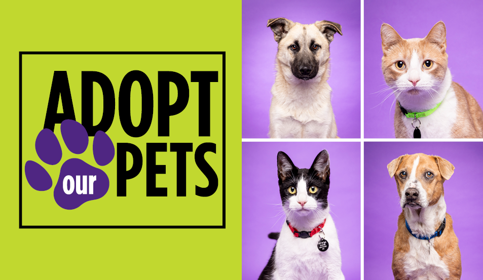 ACC’s Vet Tech spring 2024 pets available for adoption!