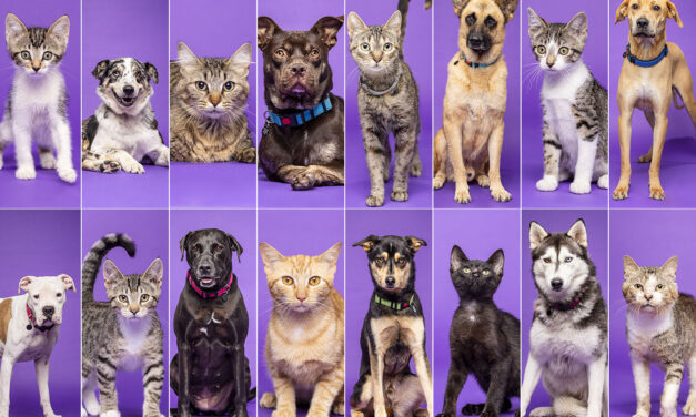 Fur-ever friends! ACC’s Vet Tech summer 2024 pets available for adoption!