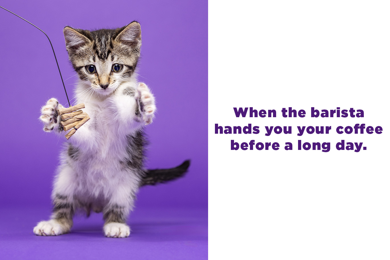 A frame showing a photo of a kitten playing with a toy on the left and the text "When the barista hands you your coffee before a long day." on the right.