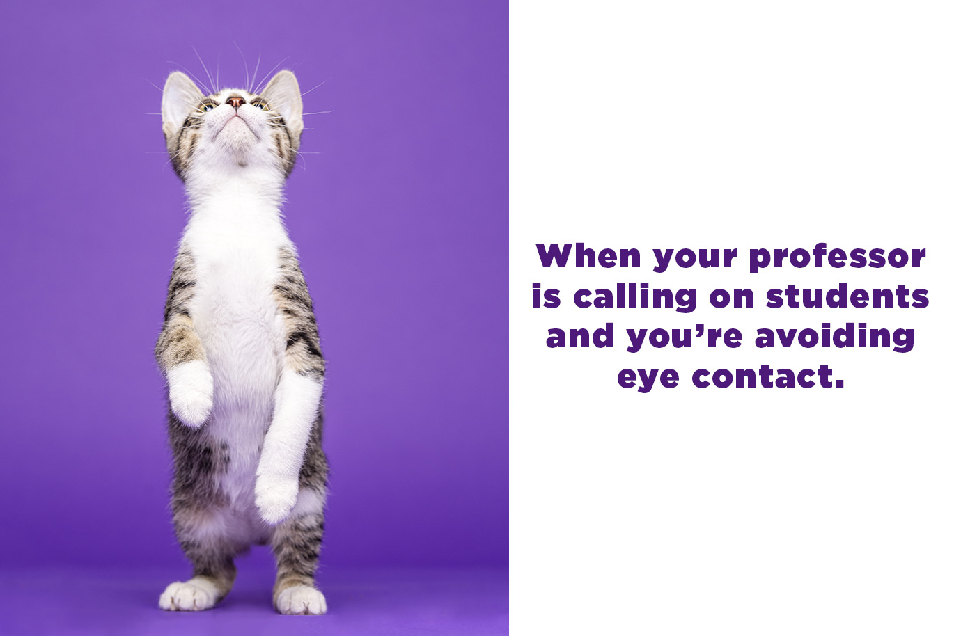 A frame showing a photo of a kitten standing on its hind legs while looking up the left and the text "When the professor is calling on students and you're avoiding eye contact." on the right.