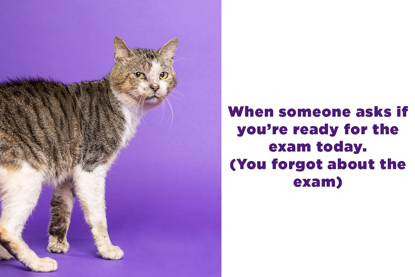 A frame showing a photo of a cat looking over its shoulder on the left and the text "When someone asks if you're ready for the exam today. (You forgot about the exam)." on the right.