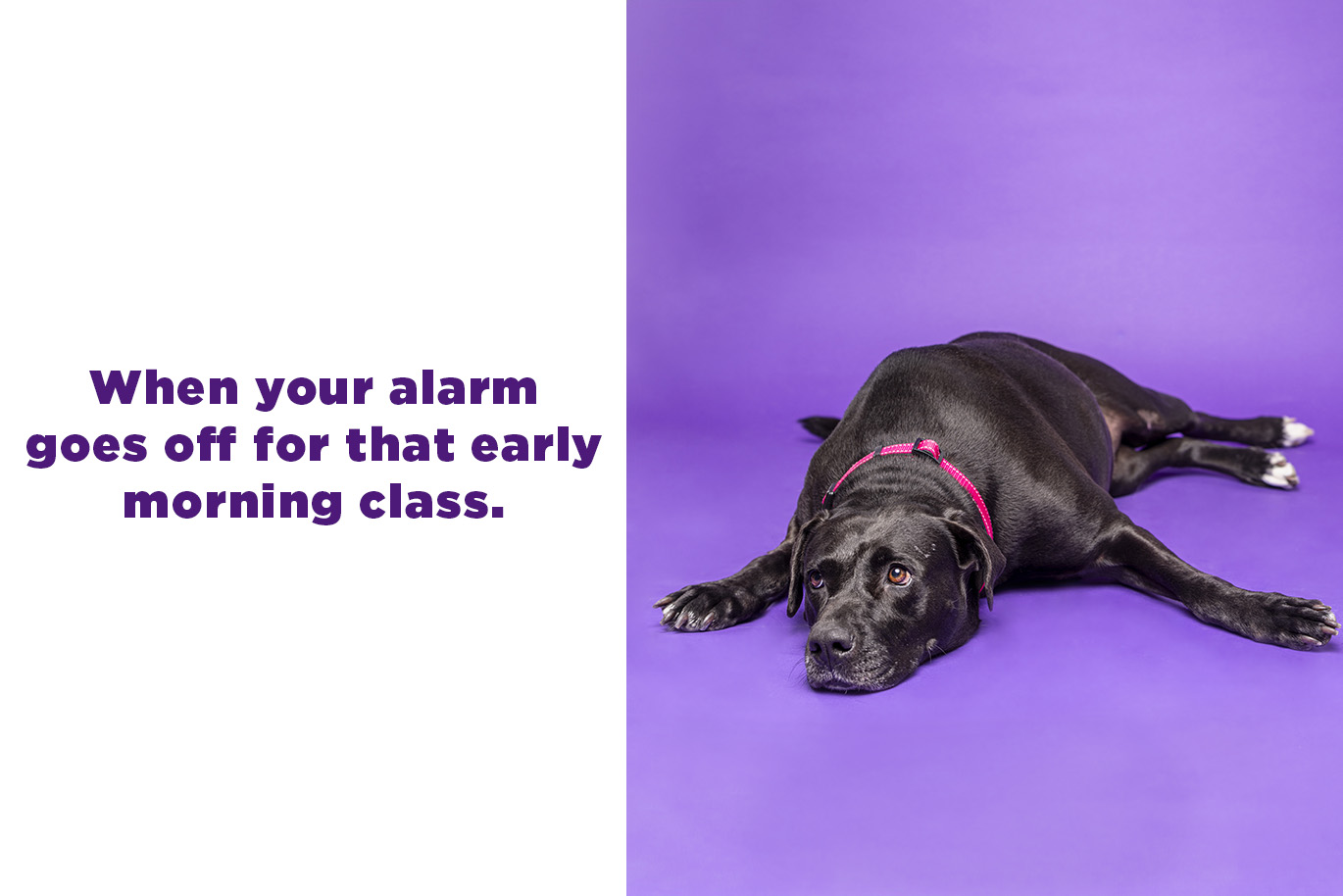 A frame showing a photo of a dog lying down on its belly on the right and the text "When your alarm goes off for that early morning class." on the left.