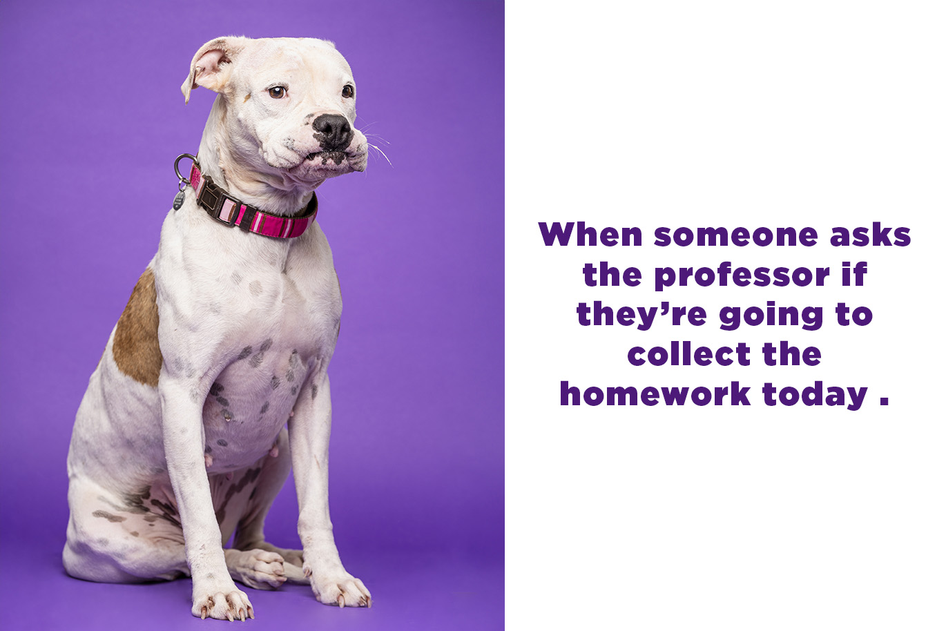 A frame showing a photo of a sitting dog making a funny face on the left and the text "When someone asks the professor if they're collecting the homework today." on the right.