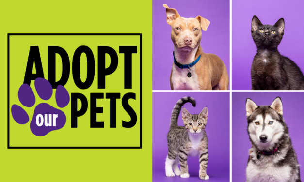 Meet Your New Best Friend | Summer 2024 Pets Available for Adoption
