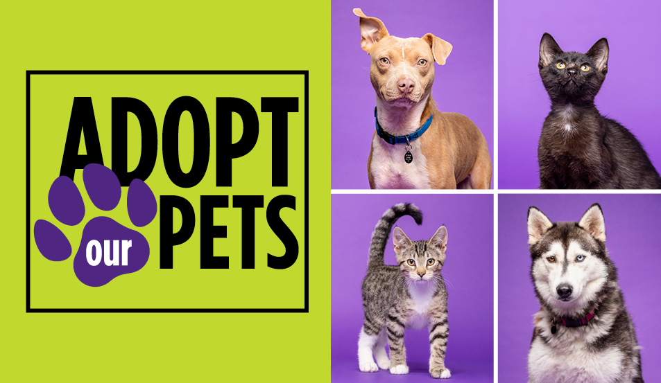 Meet Your New Best Friend | Summer 2024 Pets Available for Adoption