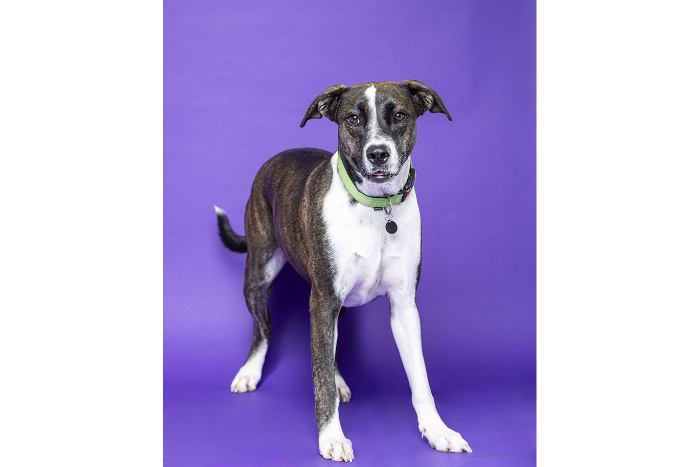 Portrait of a brindle and white Plott Hound Mix dog on a purple background.