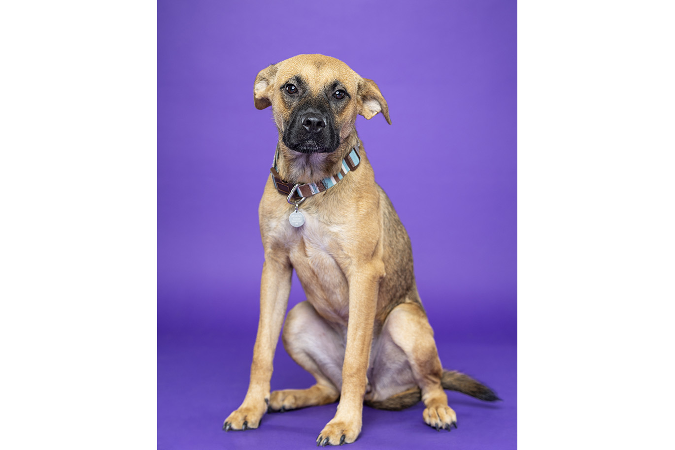Portrait of a tan Beagle Mix dog on a purple background.