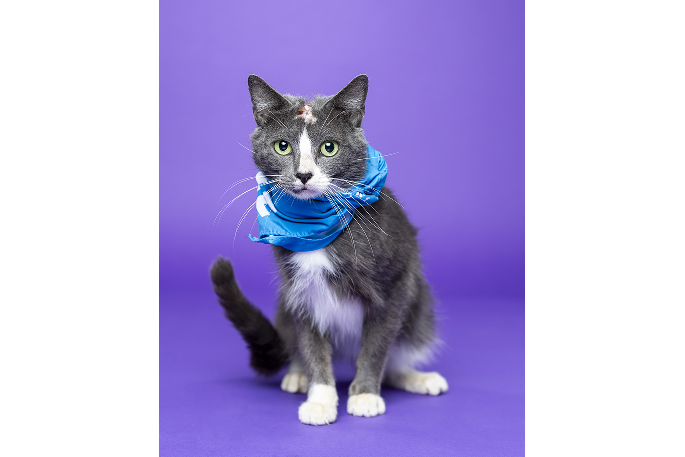 Portrait of a grey and white Domestic Short Hair cat on a purple background.