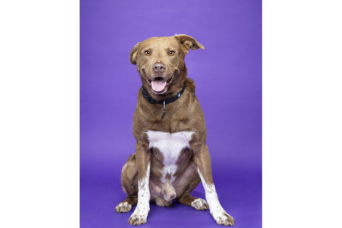 Portrait of a brown and white Lab Mix dog on a purple background.