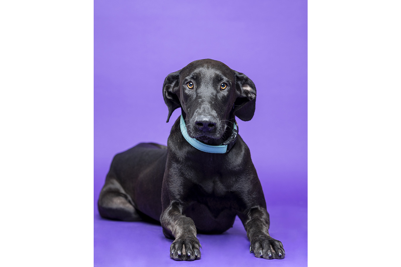 Portrait of a black Great Dane dog on a purple background.