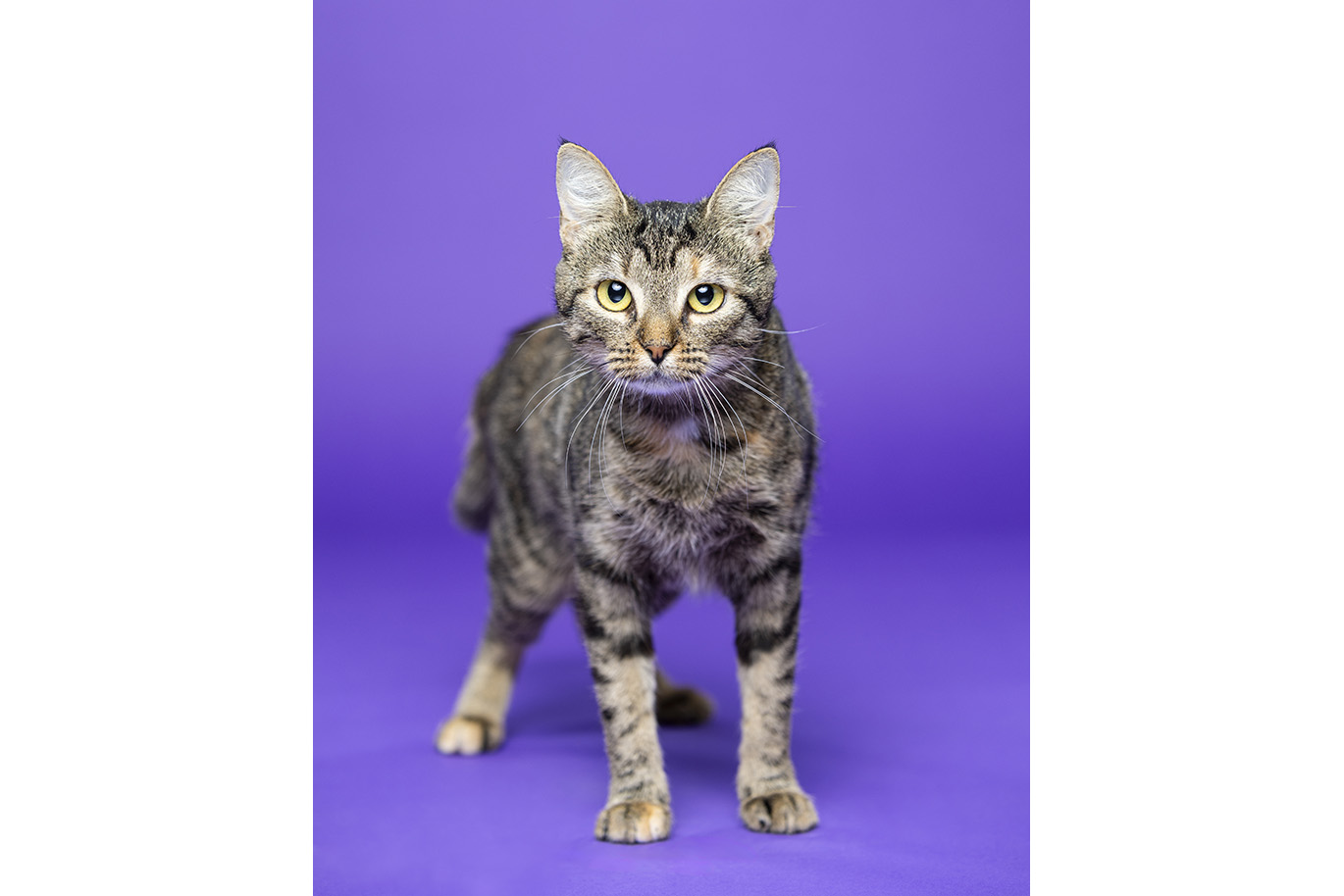 Portrait of a tabby Domestic Short Hair cat on a purple background.