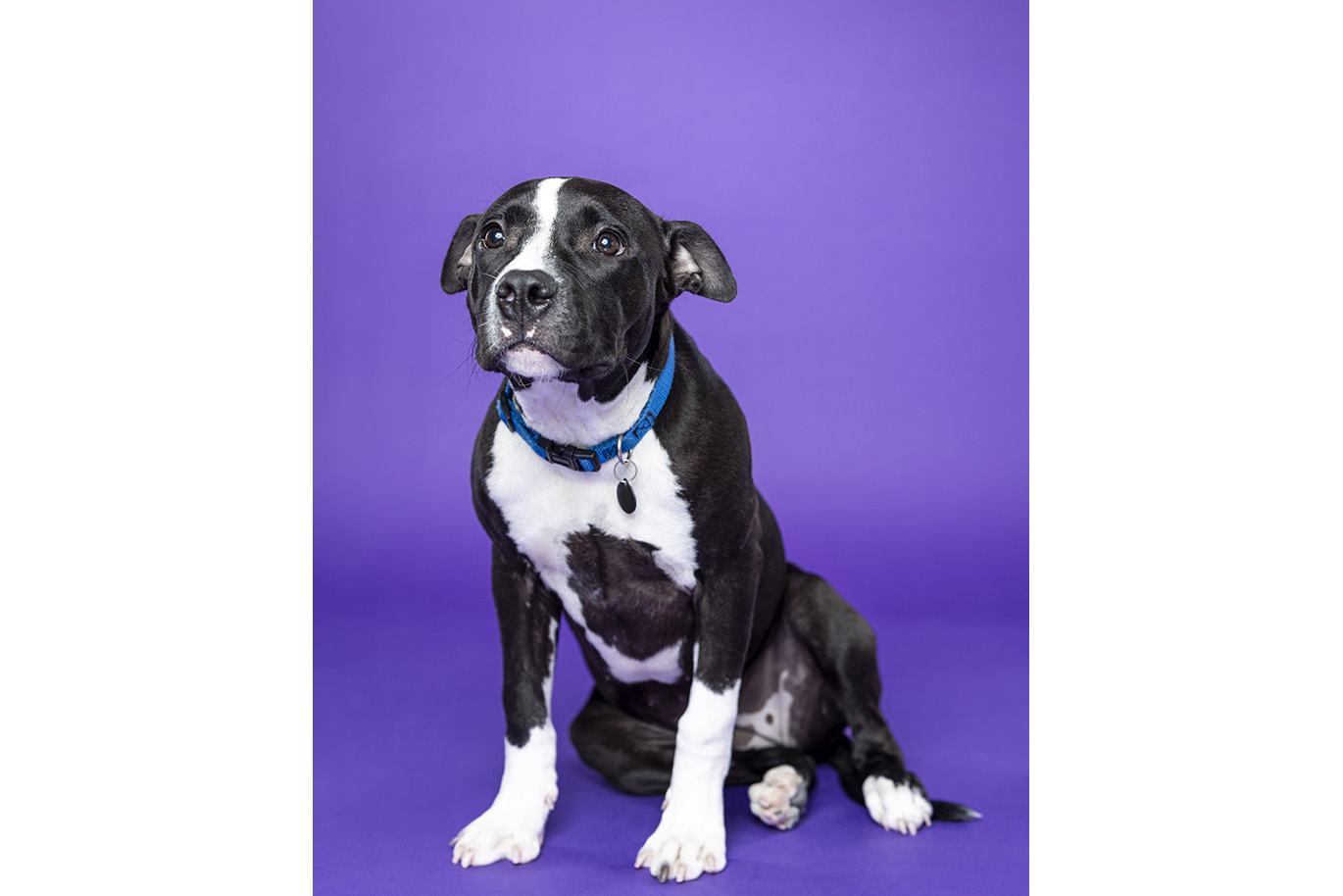 Portrait of a black and white Pitt Bull Mix dog on a purple background.