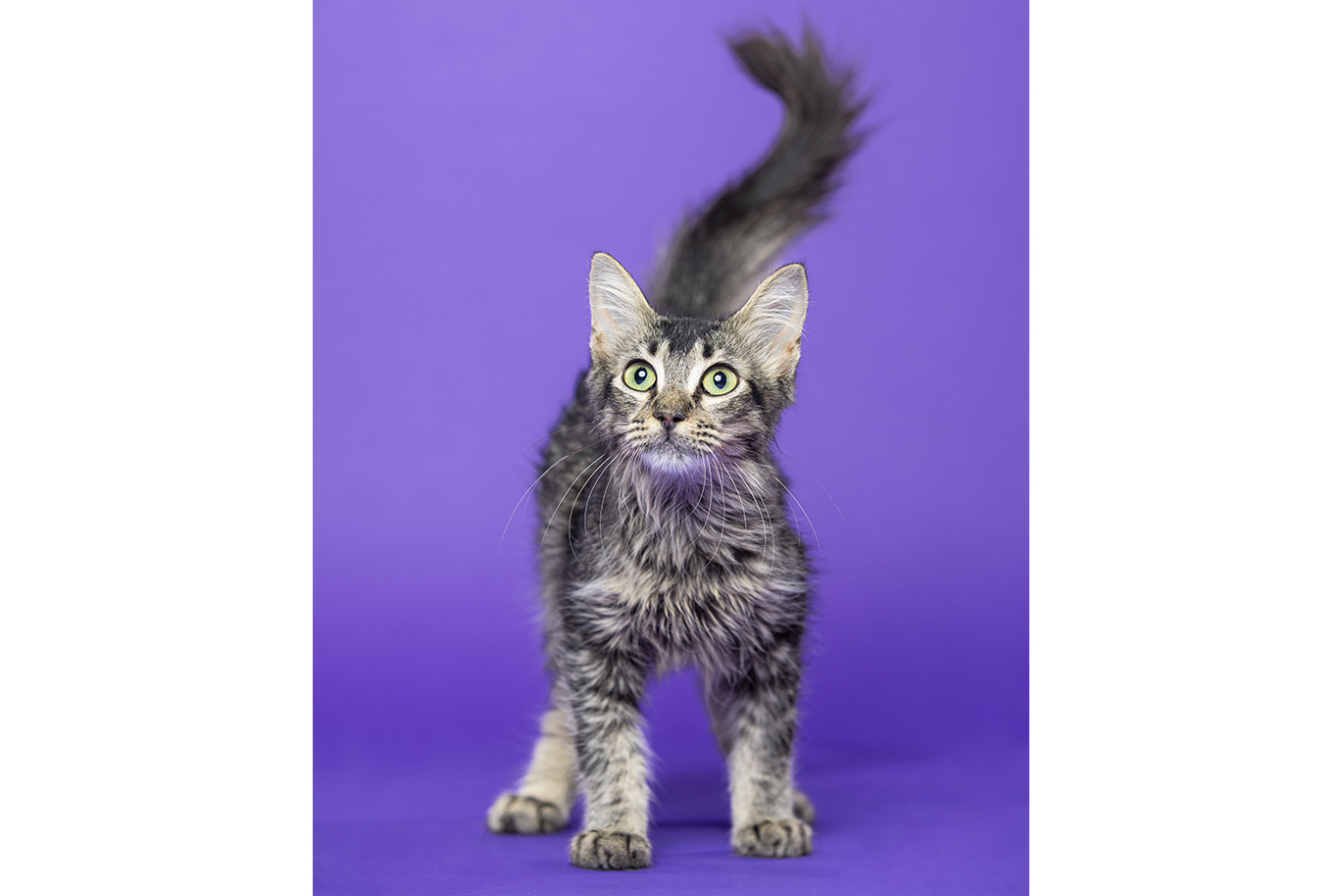 Portrait of a tabby Domestic Short Hair cat on a purple background.