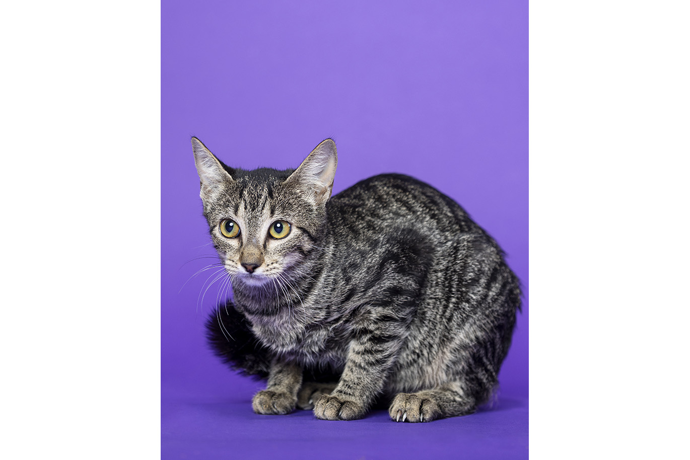 Portrait of a tabby Domestic Short Hair cat on a purple background.