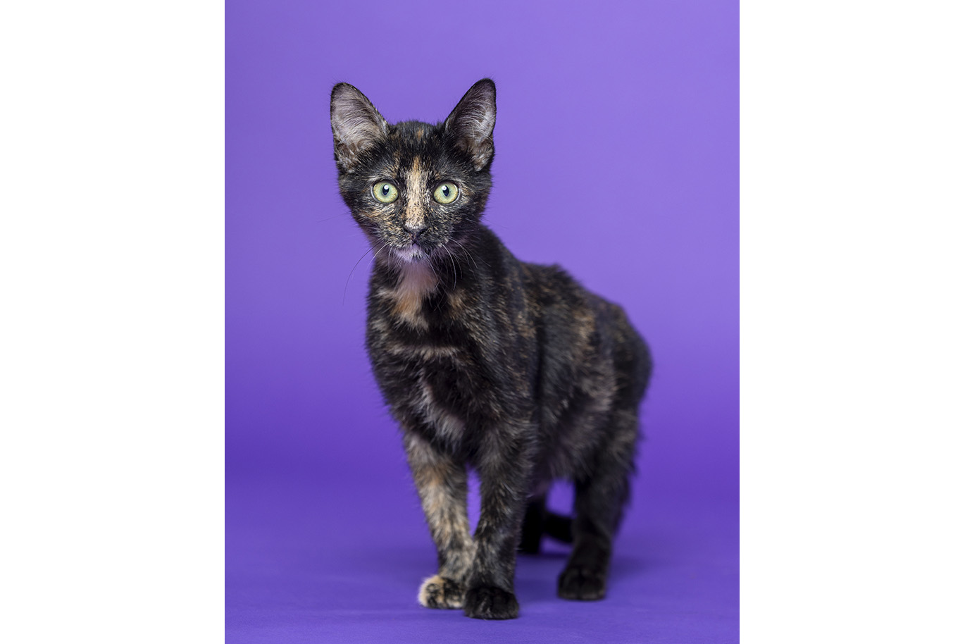 Portrait of a tortoise Domestic Short Hair cat on a purple background.