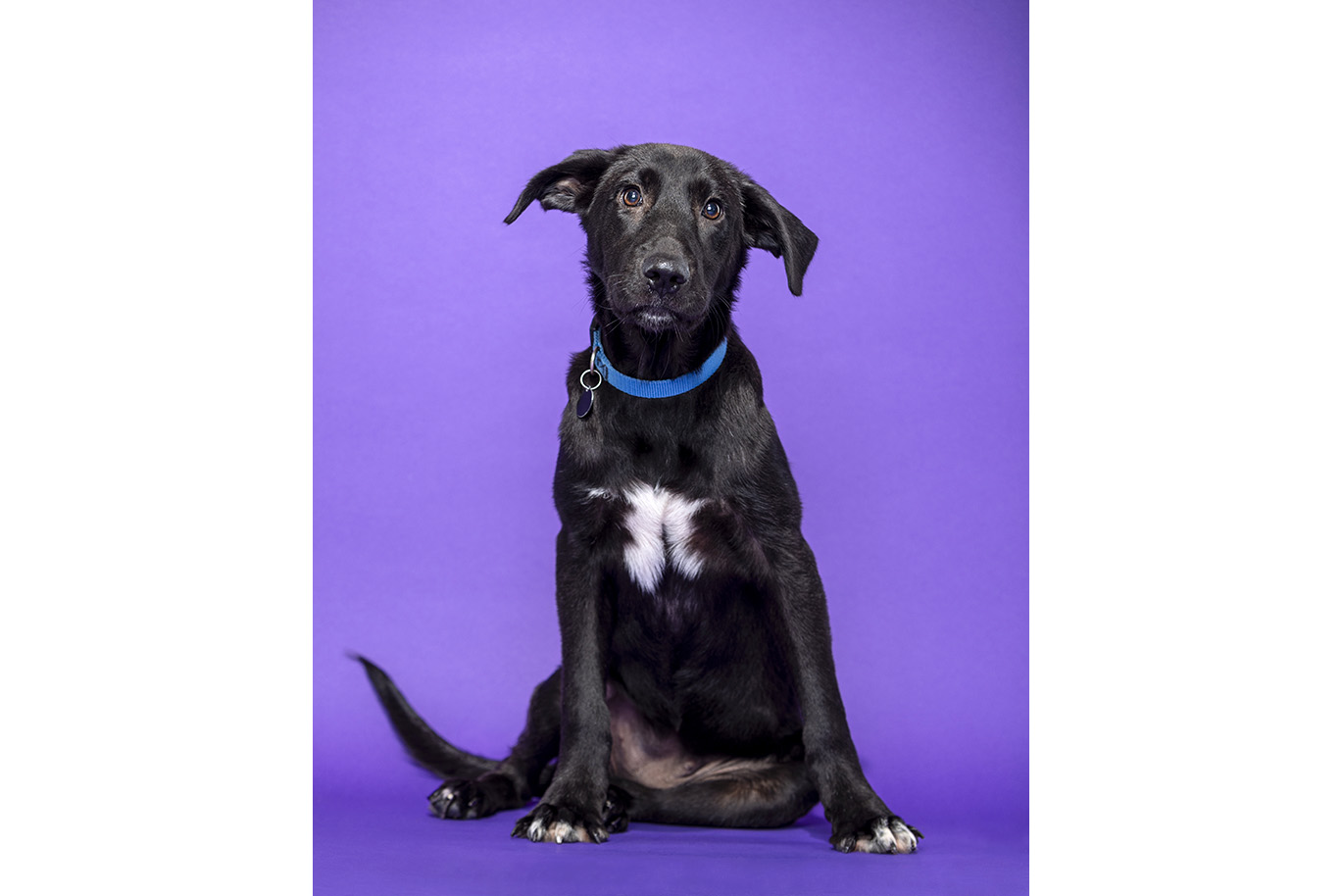 Portrait of a black Lab Mix dog on a purple background.