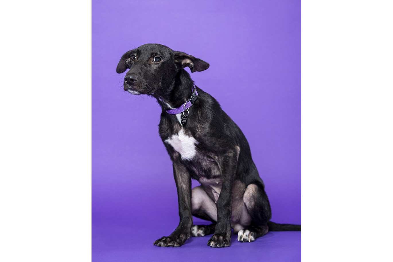 Portrait of a black Lab Mix dog on a purple background.