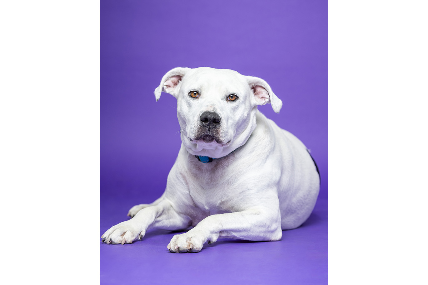 Portrait of a white Staff Mix dog on a purple background.