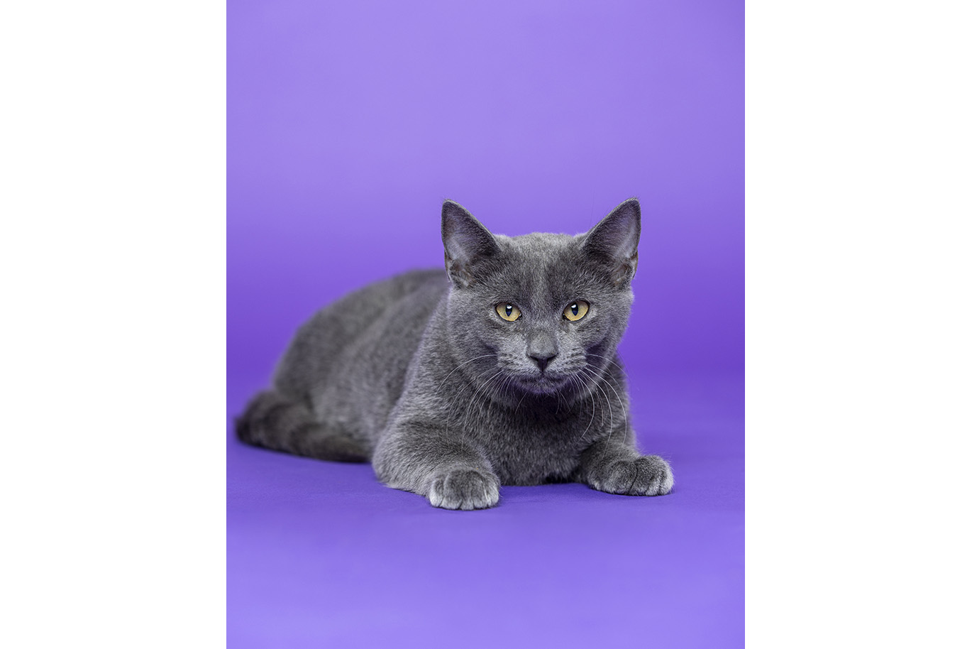Portrait of a grey/blue Domestic Short Hair cat on a purple background.