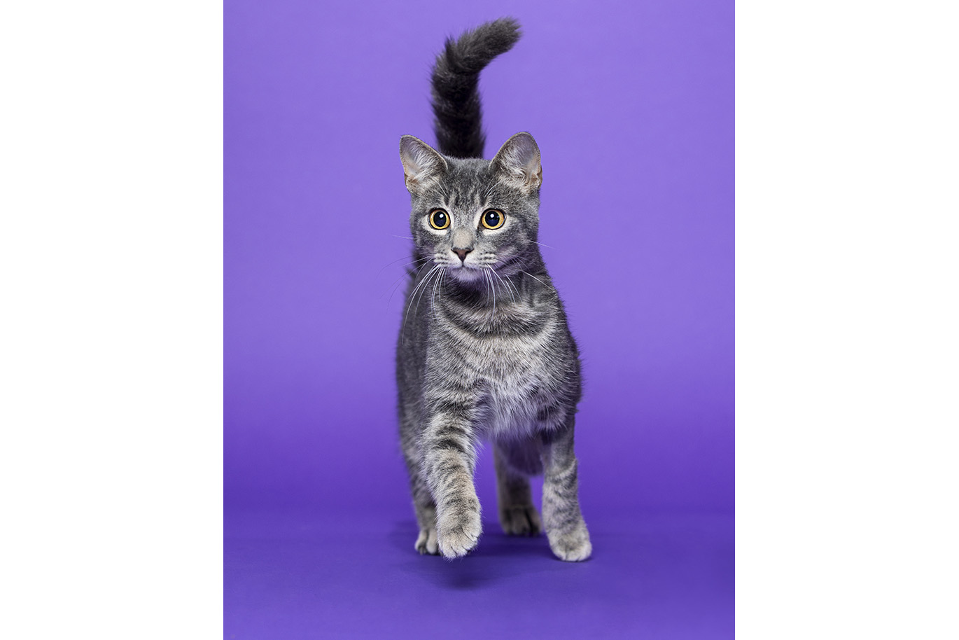 Portrait of a tabby Domestic Short Hair cat on a purple background.