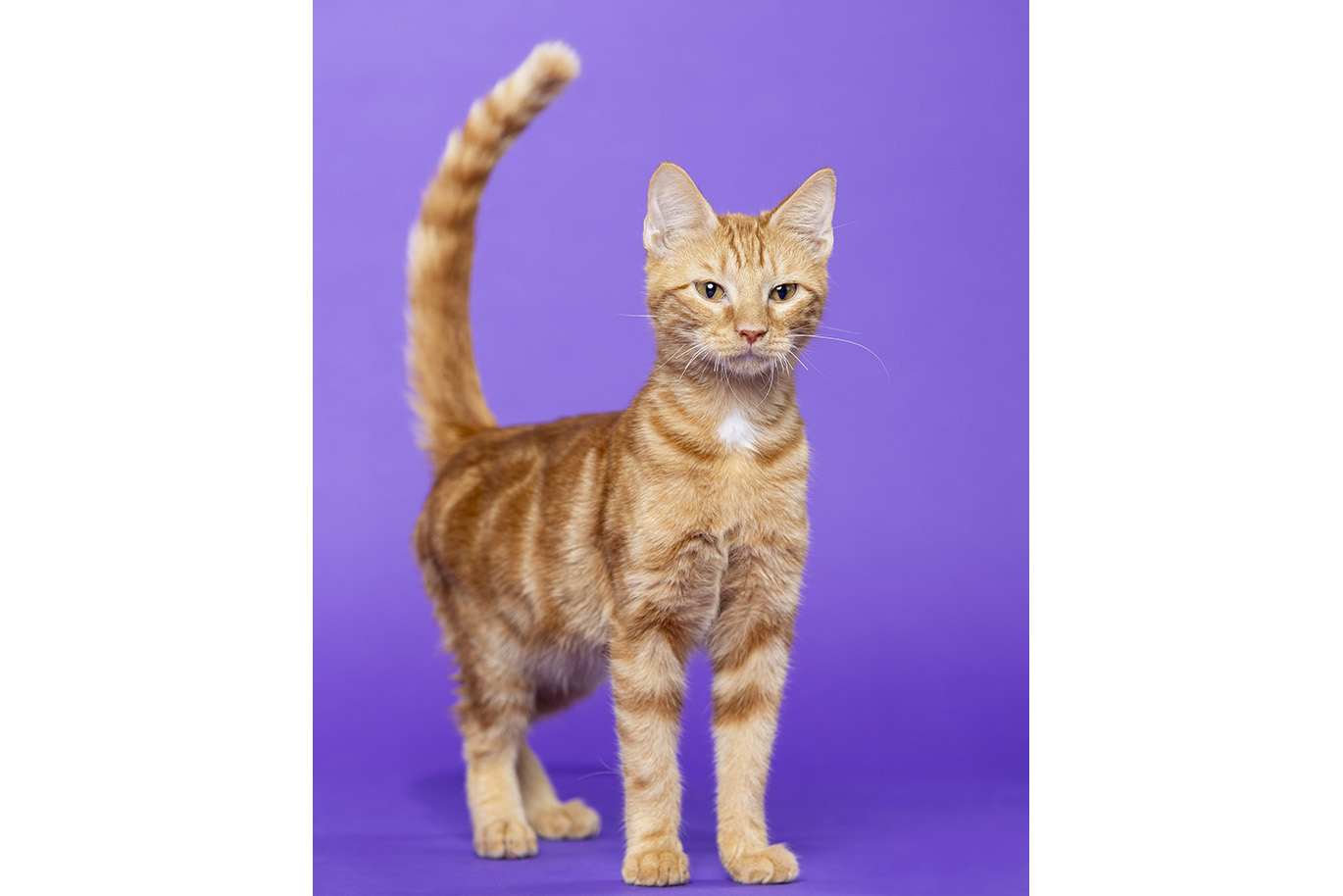 Portrait of an orange Domestic Short Hair cat on a purple background.