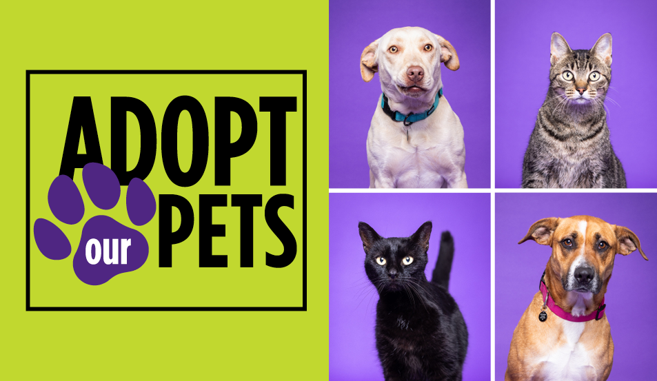 Meet Your New Furry Best Friend! ACC’s Vet Tech Spring 2025 Pets Available for Adoption!