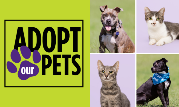 ACC’s Summer 2025 Vet Tech Pets Are Here and Ready to Go Home with You