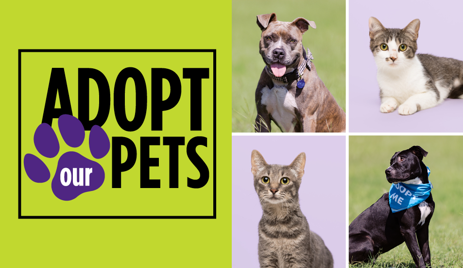 ACC’s Summer 2025 Vet Tech Pets Are Here and Ready to Go Home with You