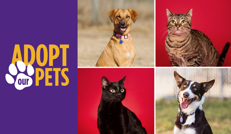 Pet Adoption in Central Texas: ACC Veterinary Technology Program Pets Ready for New Homes