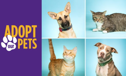 Adopt a Dog or Cat This Summer Through ACC’s Veterinary Technology Program