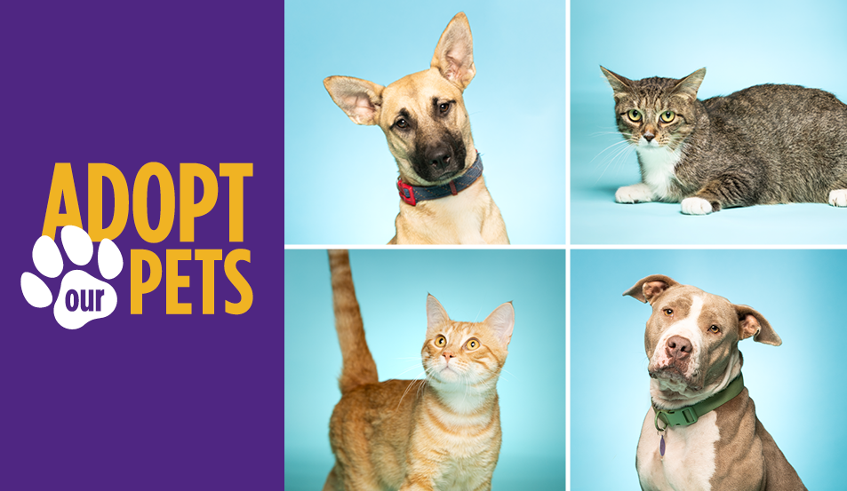 Adopt a Dog or Cat This Summer Through ACC’s Veterinary Technology Program