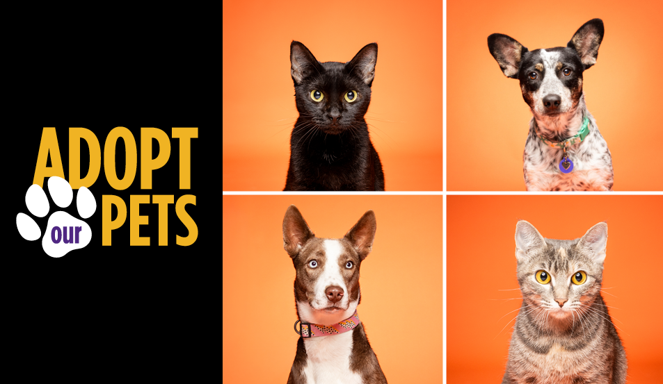 Find Your New Best Friend This Fall Through ACC’s Veterinary Technology Program